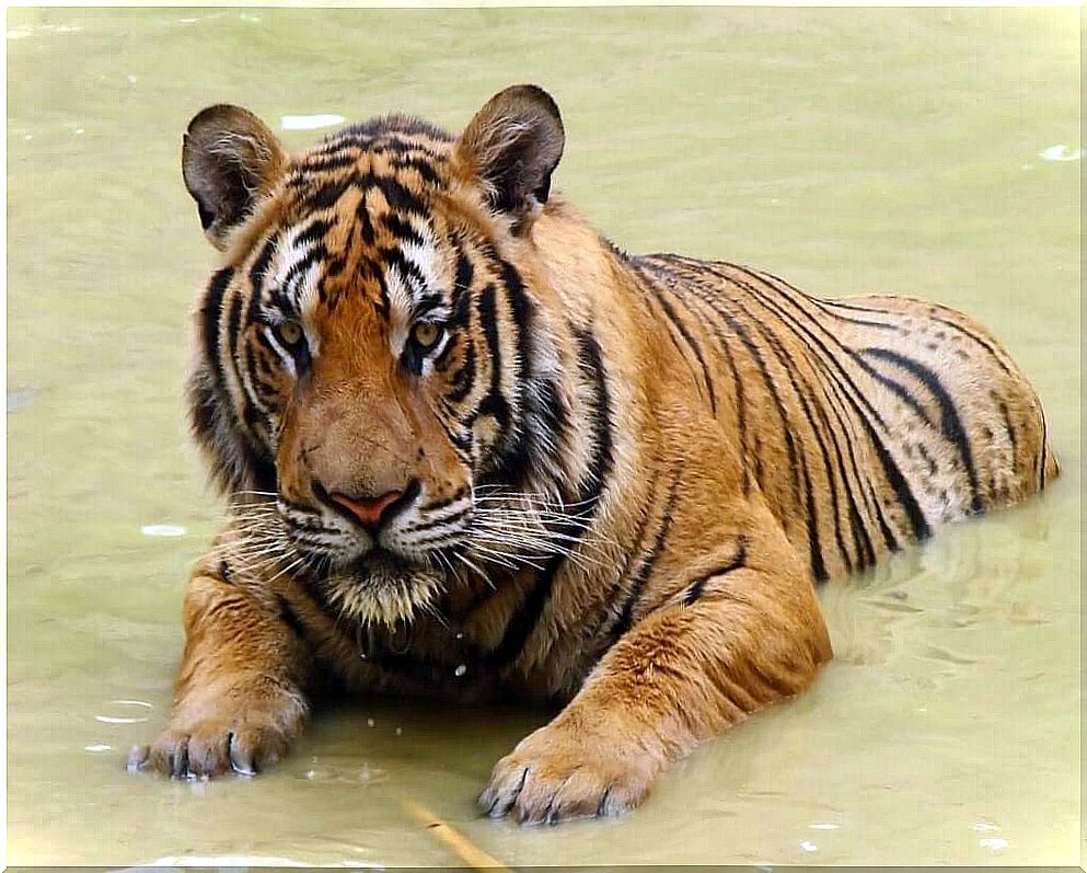 South China Tiger: a majestic feline on the brink of disappearance