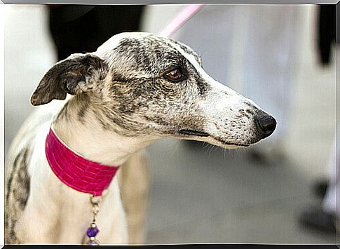 Spanish Greyhound: A Resilient Breed With History