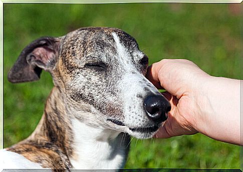 spanish greyhound