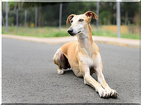 spanish greyhound