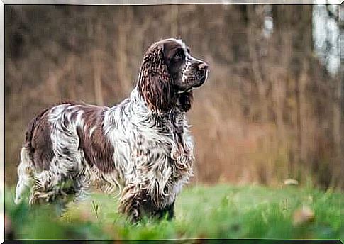 English Springer Spaniel: history and characteristics