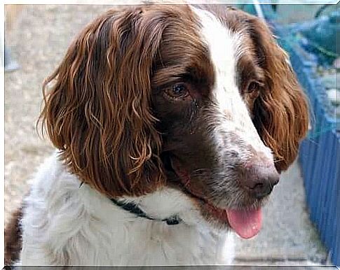 Springer spaniel with the tongue hanging out