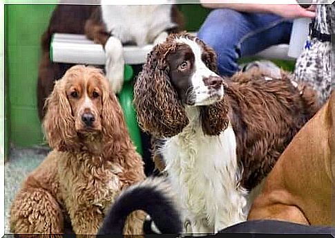 English Springer Spaniel Dogs