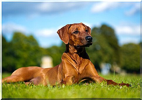 Supplements to Help Your Dog With Arthritis Pain