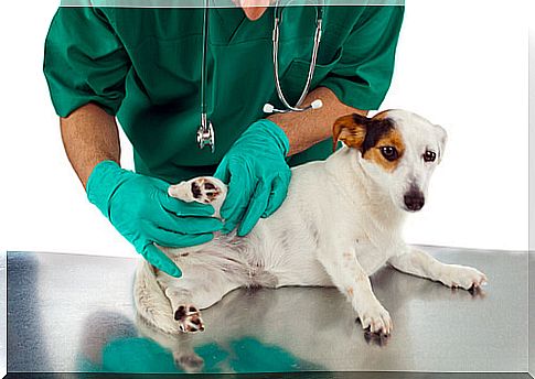 cão-veterinario