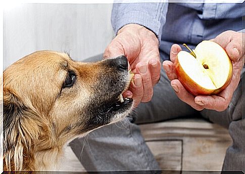 dog-eating apple