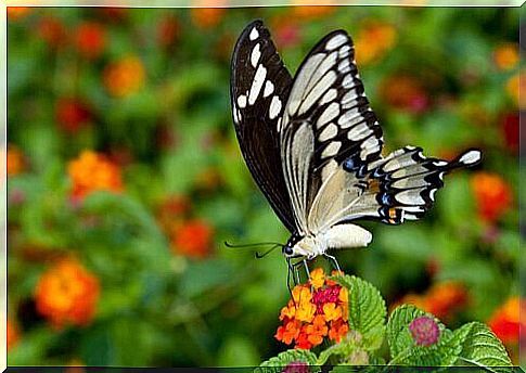 Swallowtail butterfly: the biggest and most exotic