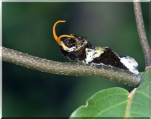 butterfly larva 