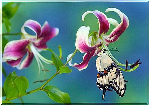 butterfly landing on flower