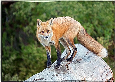 Domesticated Foxes: Amazing!