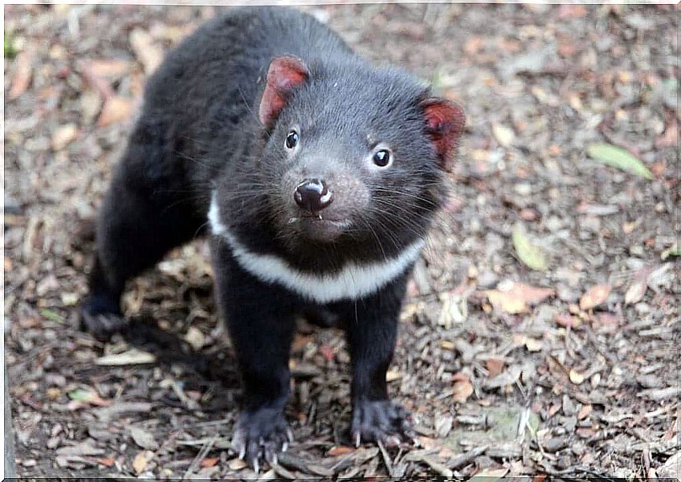 Tasmanian devil returns to mainland Australia after 3,000 years