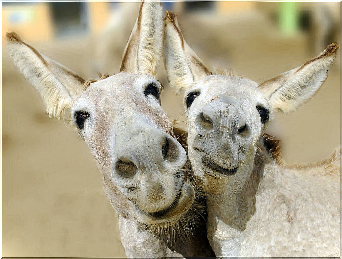 Two happy donkeys.