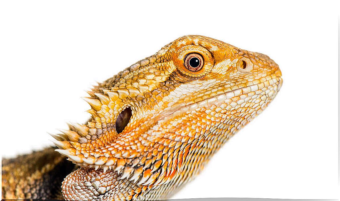 The face of a bearded dragon.