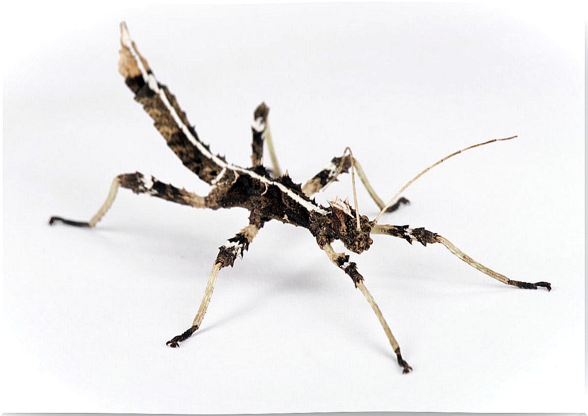 A stick insect.