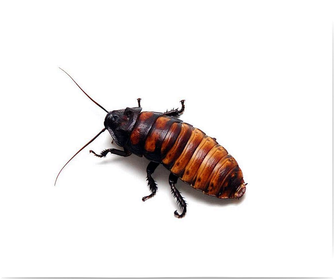 Cockroaches can be pets.