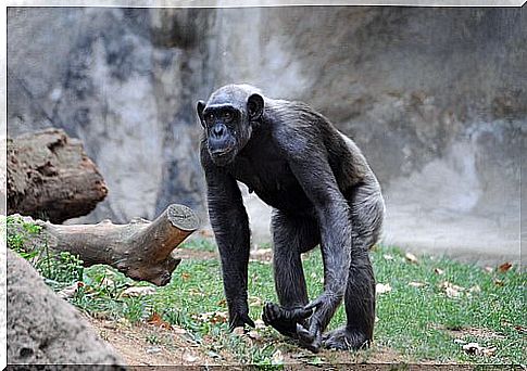 The chimpanzee: characteristics, behavior and habitat