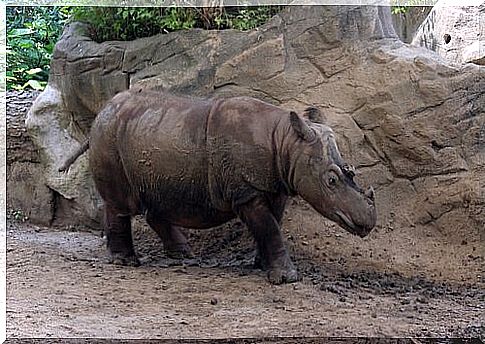 Sumatran rhinoceros