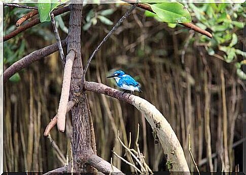 Blue kingfisher