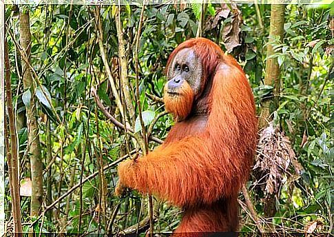 Sumatran orangutan