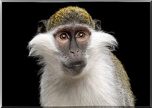 The green monkey, from Egypt to laboratories