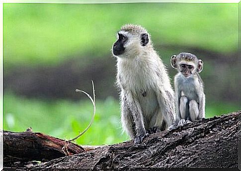 green monkey with cub