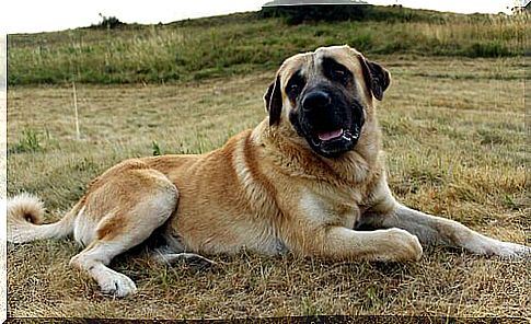 The Anatolian Shepherd, Hardworking and Resistant