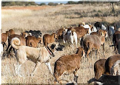 anatolian sheepdog