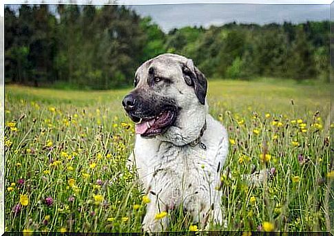 anatolian sheepdog