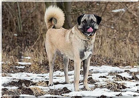 anatolian sheepdog