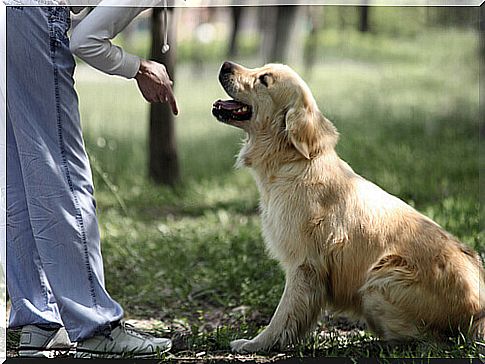 owner training dog