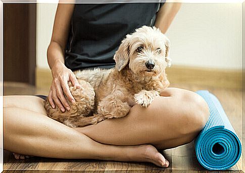 dog doing yoga