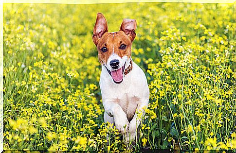 The Jack Russell Terrier: A Very Intelligent Dog