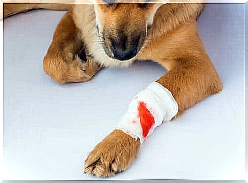 Dog with bandage on the paw