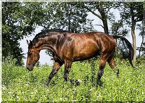 The origins of the Maremmano horse