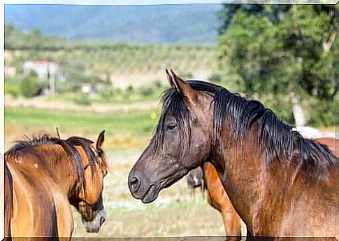 The origins of the Maremmano horse