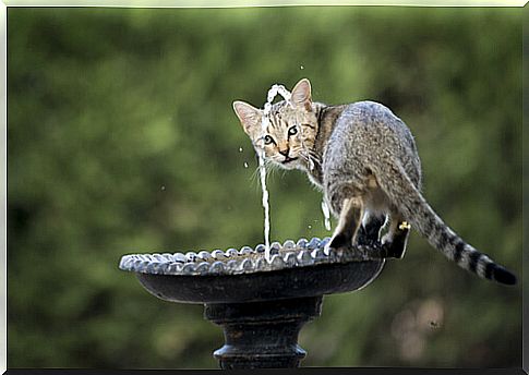 cat in water fountain