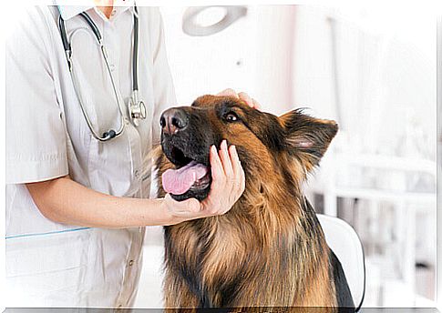 Veterinarian examining german shepherd