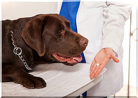 Veterinarian showing a pill to a dog 