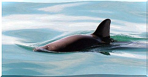 Vaquitas recovery plans failed