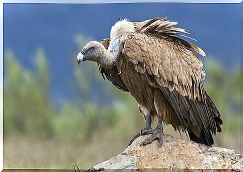 The Vulture's Role in the Ecosystem