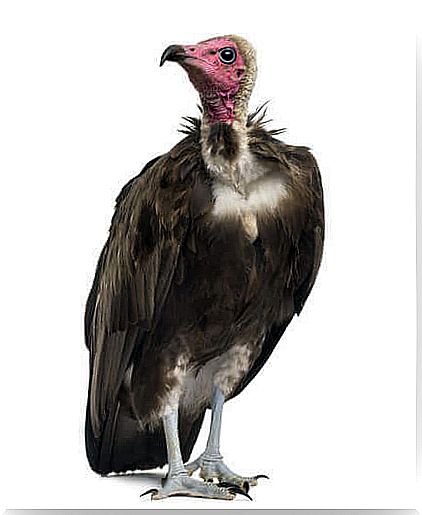 vulture bird of prey