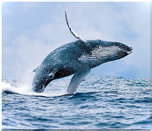 The whale: habitat, behavior and characteristics