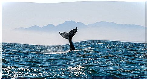 whale tail