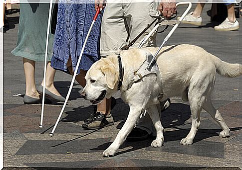 The work of an assistance dog