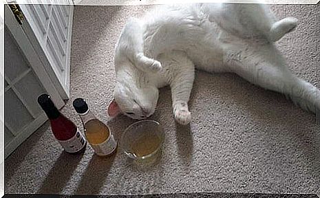 cat-wine-2