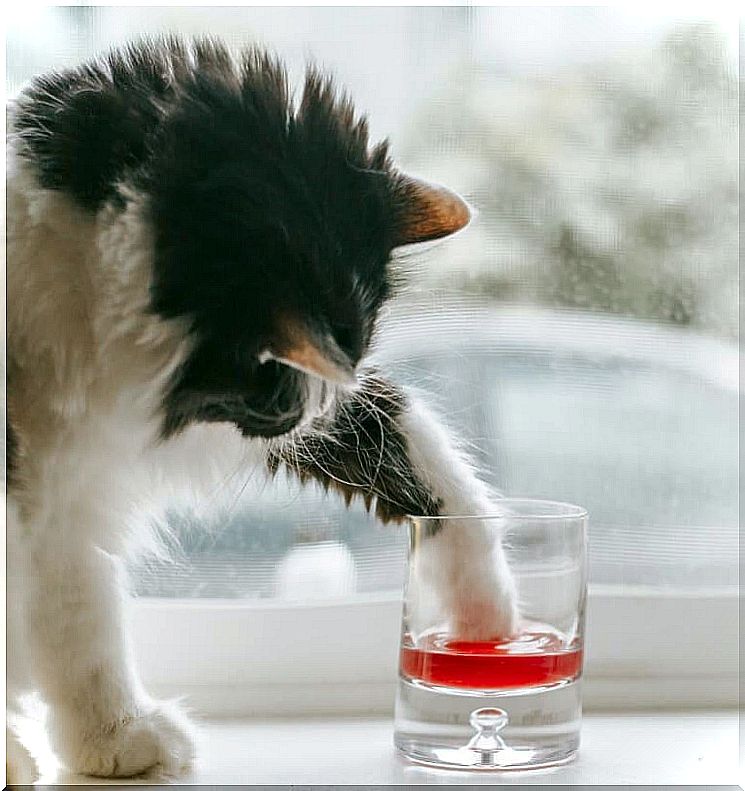 cat-wine-3