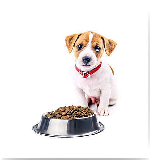 Tips for changing your dog's diet.