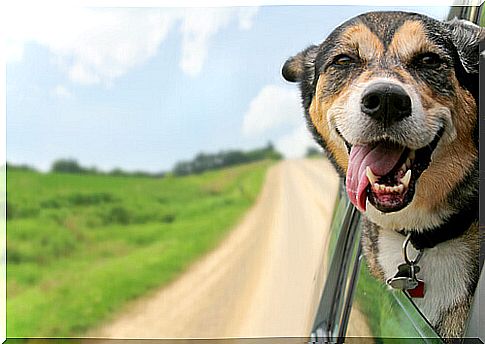 Tips for traveling with your dog