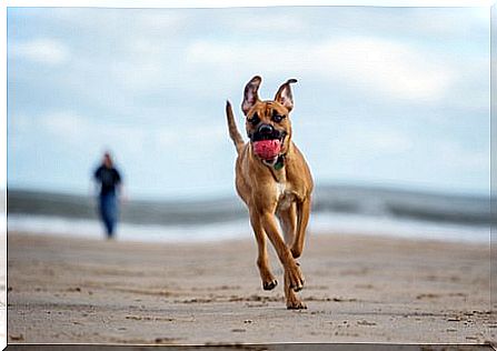 Beaches that allow pets.