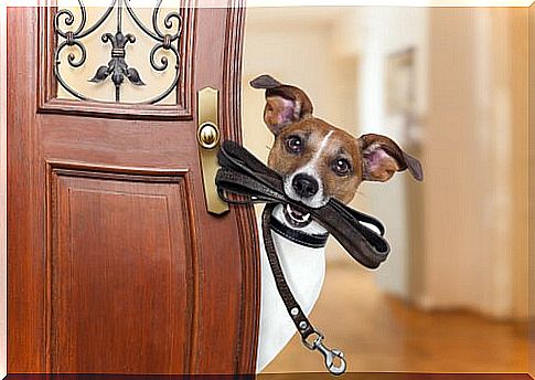 Dog at the door with a collar in its mouth